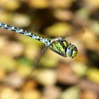 Blaugrüne Mosaikjungfer im Flug