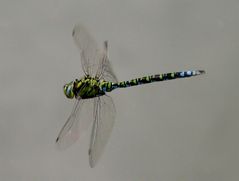 Blaugrüne Mosaikjungfer im Flug