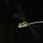 Blaugrüne Mosaikjungfer im Flug