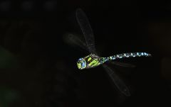 Blaugrüne Mosaikjungfer im Flug