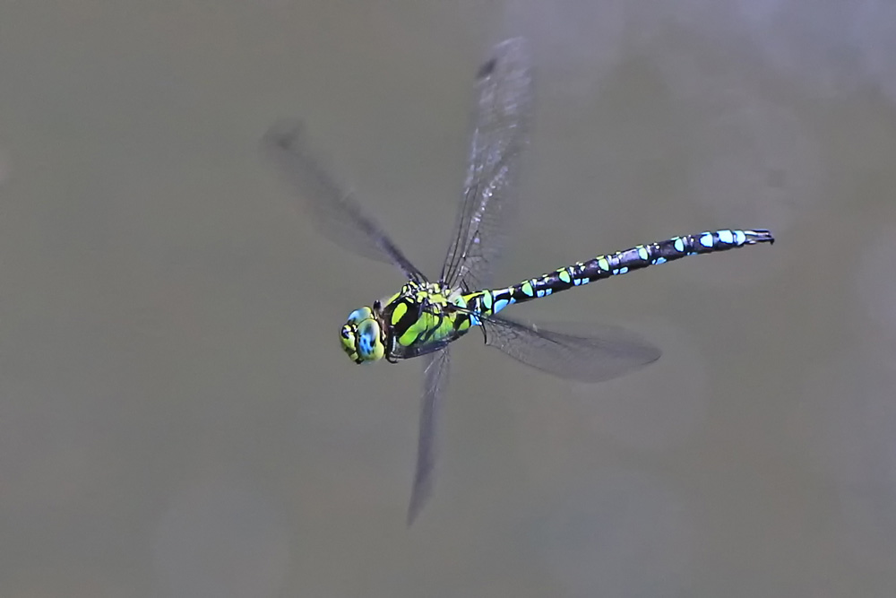 Blaugrüne Mosaikjungfer im Flug