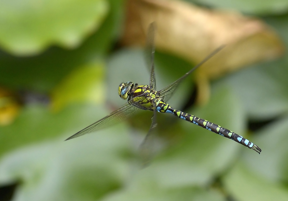 Blaugrüne Mosaikjungfer im Flug