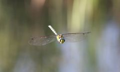 Blaugrüne Mosaikjungfer im Flug...