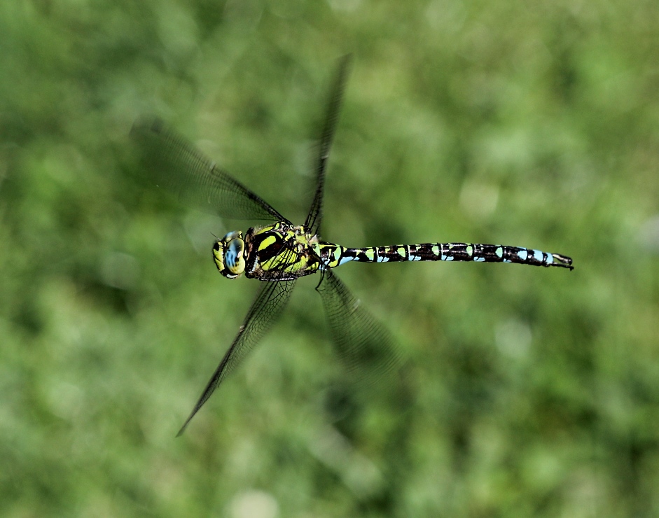 Blaugrüne Mosaikjungfer im Flug