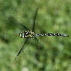 Blaugrüne Mosaikjungfer im Flug