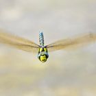   Blaugrüne-Mosaikjungfer im Flug