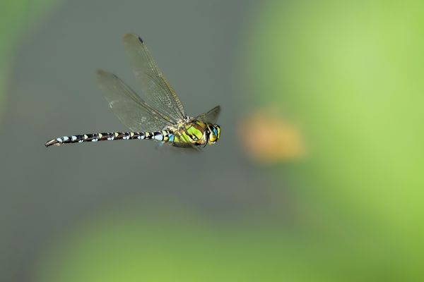 Blaugrüne Mosaikjungfer im raschen Vorbeiflug ...