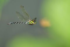 Blaugrüne Mosaikjungfer im raschen Vorbeiflug ...