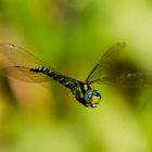 Blaugrüne Mosaikjungfer (Libelle)  im Flug