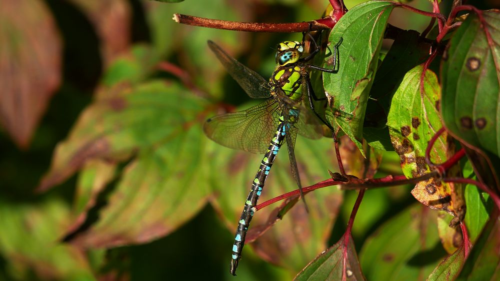 Blaugrüne Mosaikjungfer (Männchen)