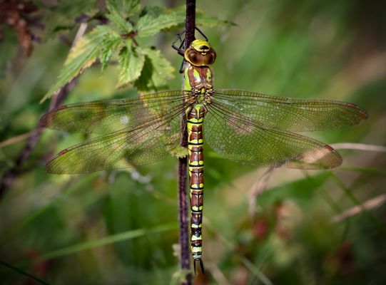 blaugrüne mosaikjungfer w.