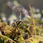 Blaugrüne Mosaikjungfer Weibchen bei der Eiablage