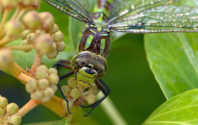 Blaugrüne Mosaikjungfer_2