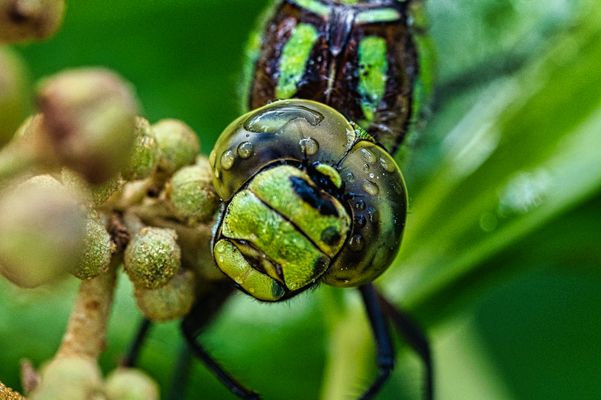 Blaugrüne Mosaikjungfer_3