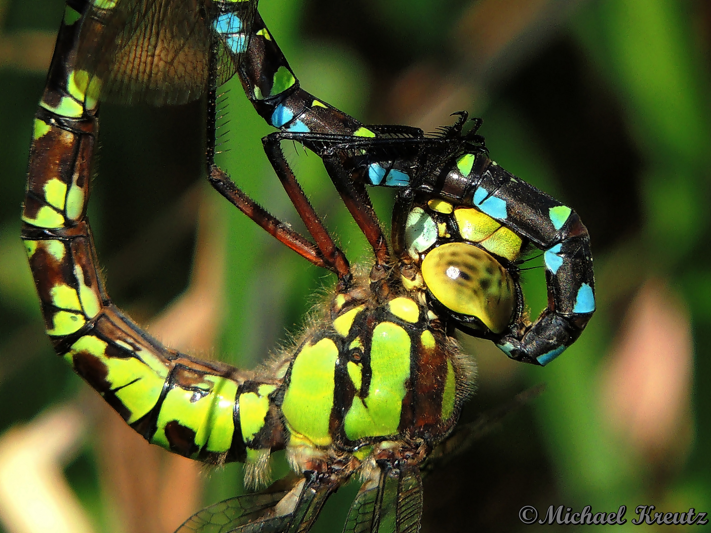 Blaugrüne Mosaikjungfer(Aeshna cyanea)Weibchen im Paarungsrad