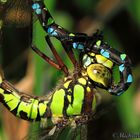 Blaugrüne Mosaikjungfer(Aeshna cyanea)Weibchen im Paarungsrad