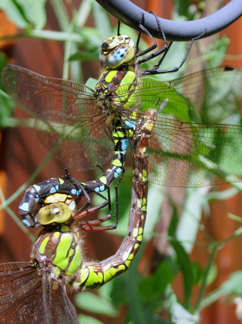 Blaugrüne Mosaikjungfern (Aeshna cyanea)