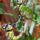 Blaugrüne Mosaikjungfern (Aeshna cyanea)