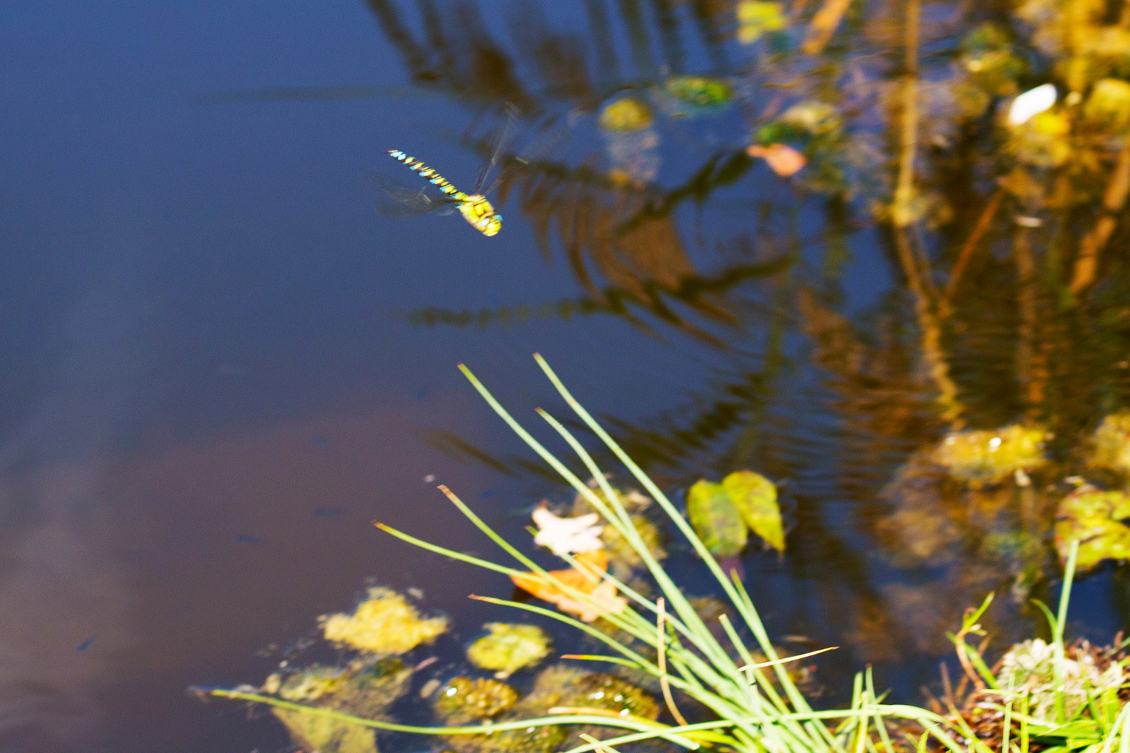 Blaugrüne Mpsaikjungfer am See