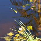 Blaugrüne Mpsaikjungfer am See