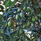 Blau/grüne Oliven