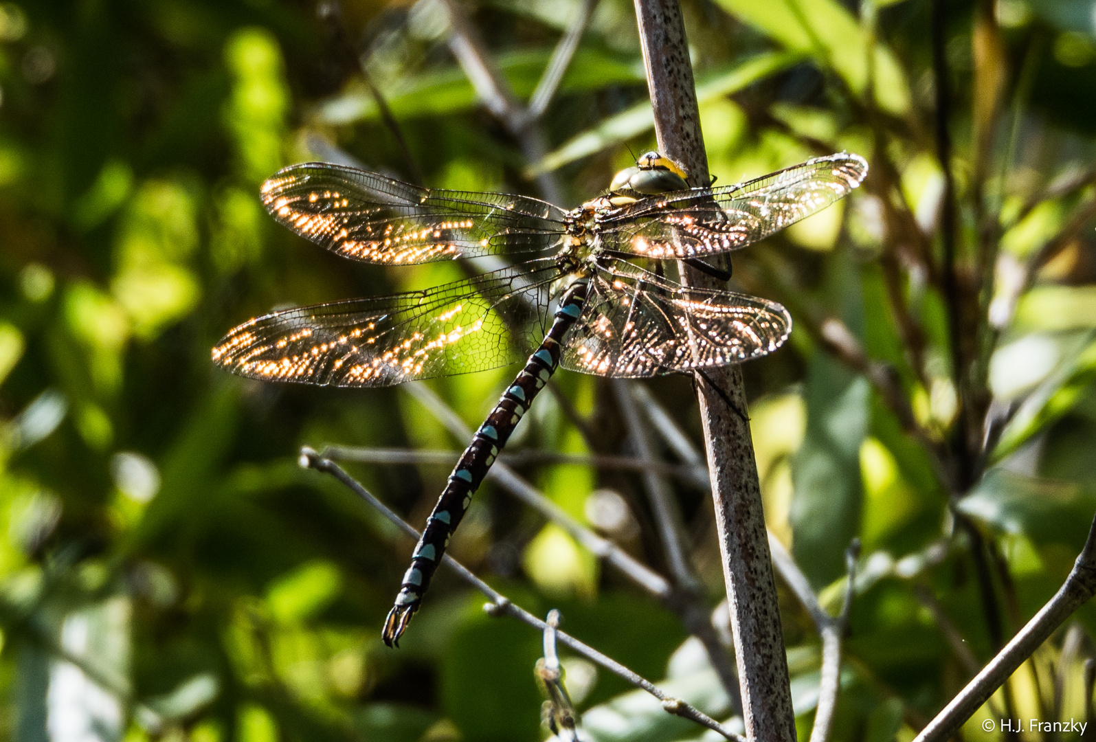 BlaugrüneMosaikjungfer-7211158