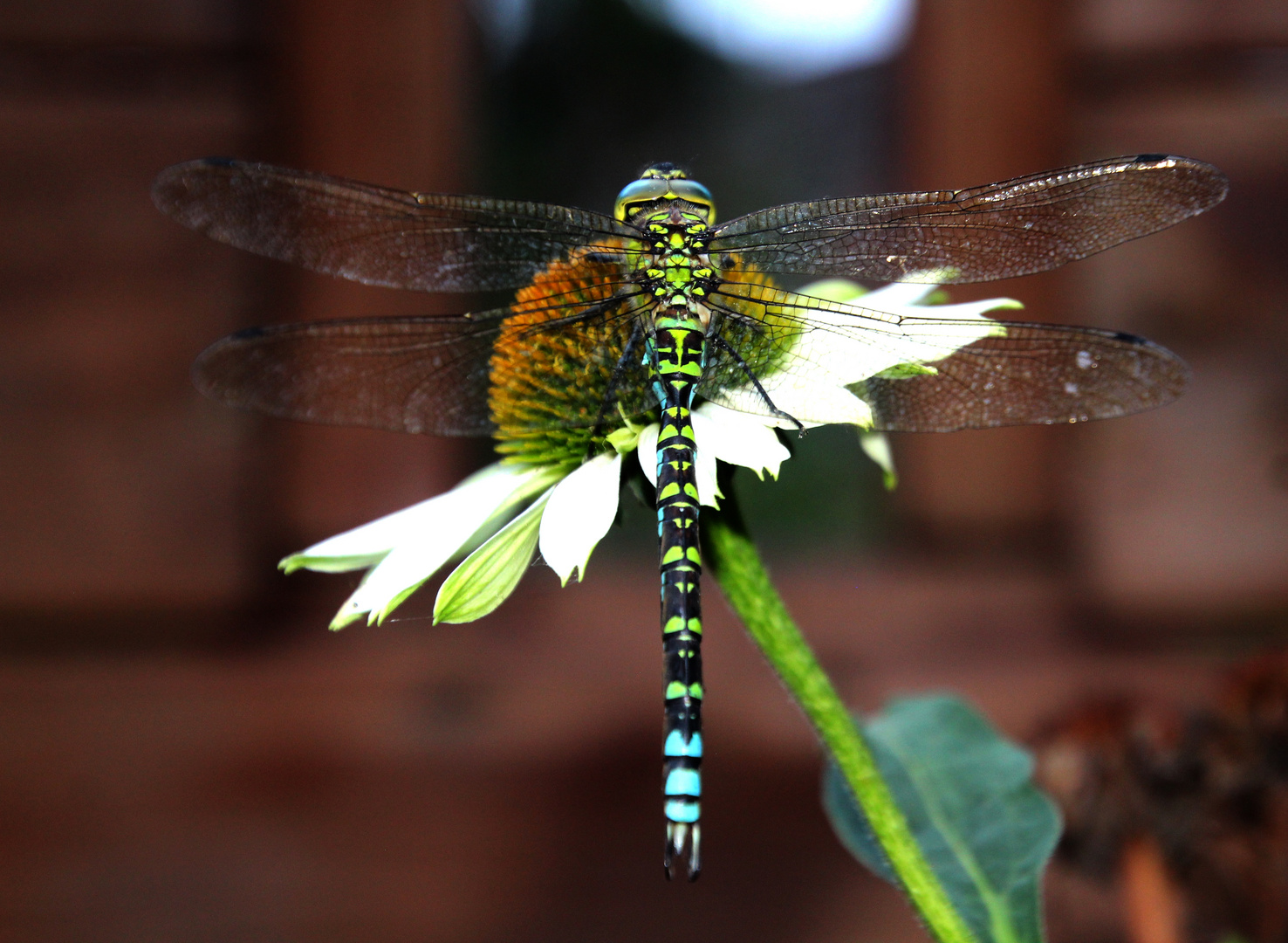  Blaugrünen Mosaikjungfer (Aeshna cyanea)