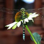  Blaugrünen Mosaikjungfer (Aeshna cyanea)