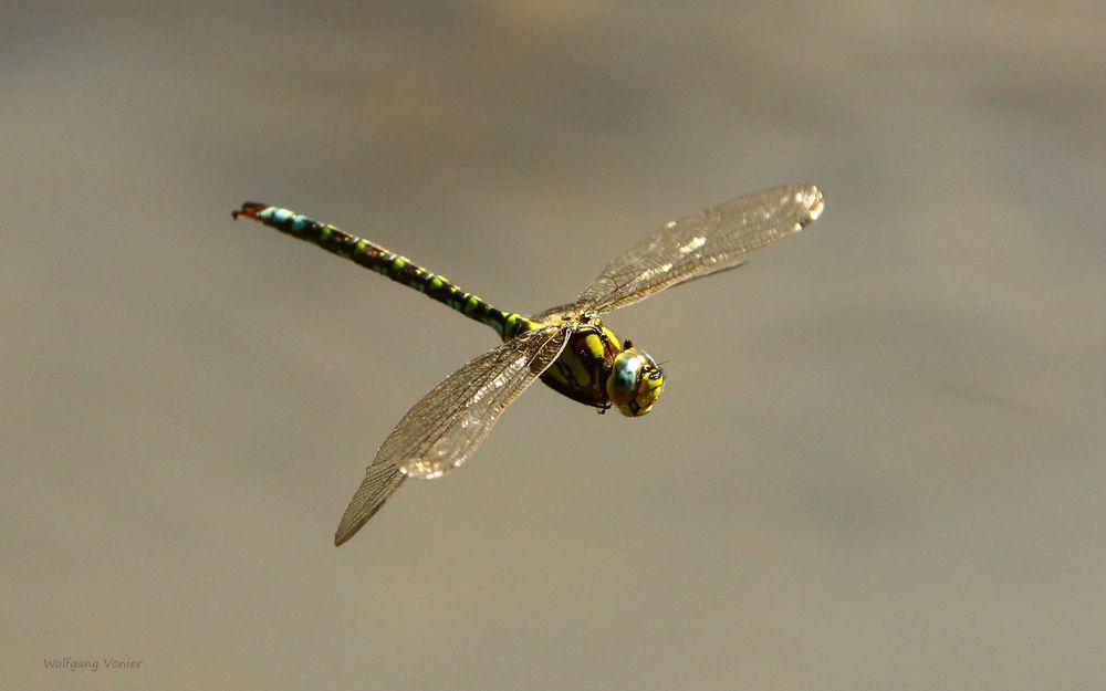 Blaugrünen Mosaikjungfer im Flug