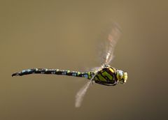 Blaugrünen Mosaikjungfer im schnellen Flug im Gegenlicht ( 2 )