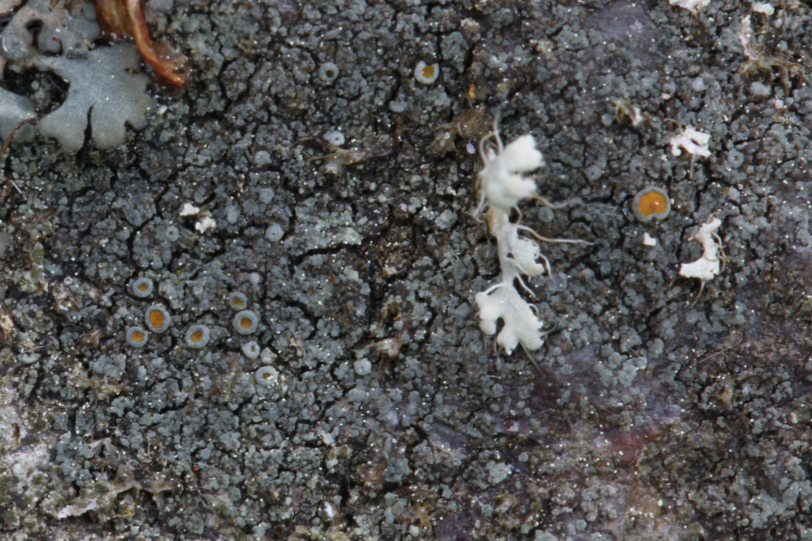 Blaugrüner Schönfleck (Caloplaca chlorina) auf Feldstein