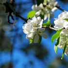 Blau.Grün.Weiß.Frühling.