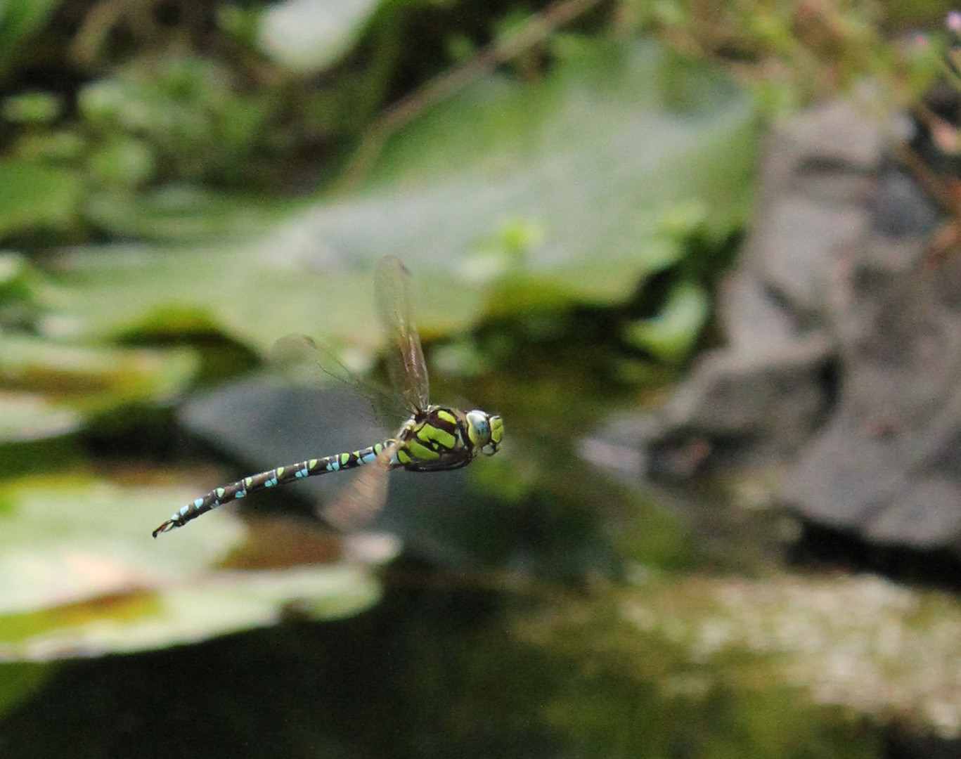 Blaugüne Mosaikjungfer