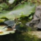 Blaugüne Mosaikjungfer