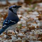 Blauhäher - Blue Jay (Cyanocitta cristata) ...