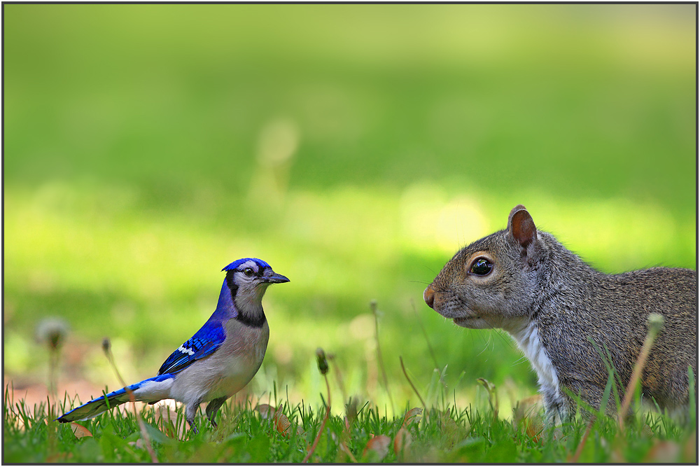 Blauhäher (Bluejay) und Squirrel auf Augenhöhe.