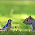 Blauhäher (Bluejay) und Squirrel auf Augenhöhe.