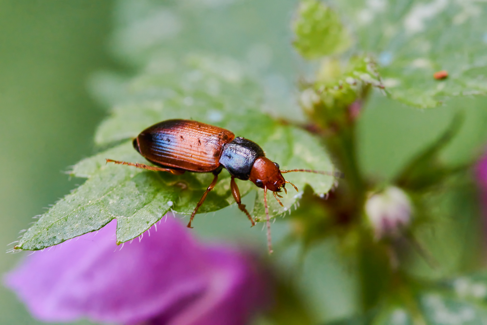 Blauhals-Schnellläufer (Diachromus germanus)