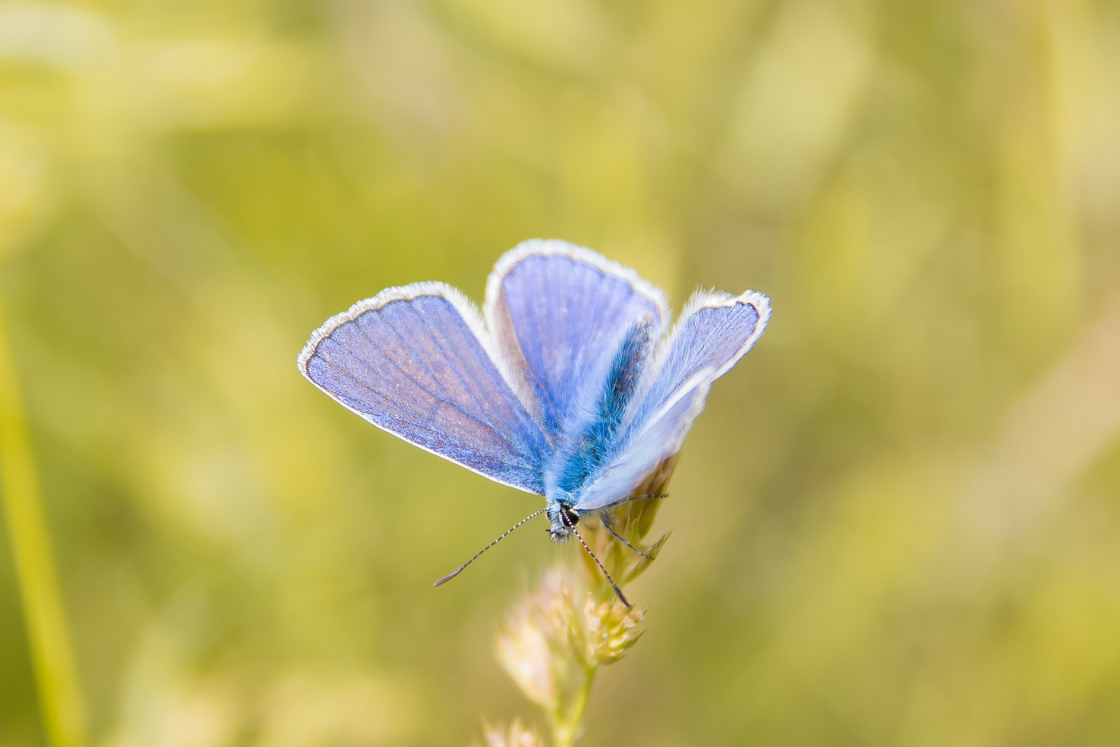 Blauhechel-Bläuling Männchen