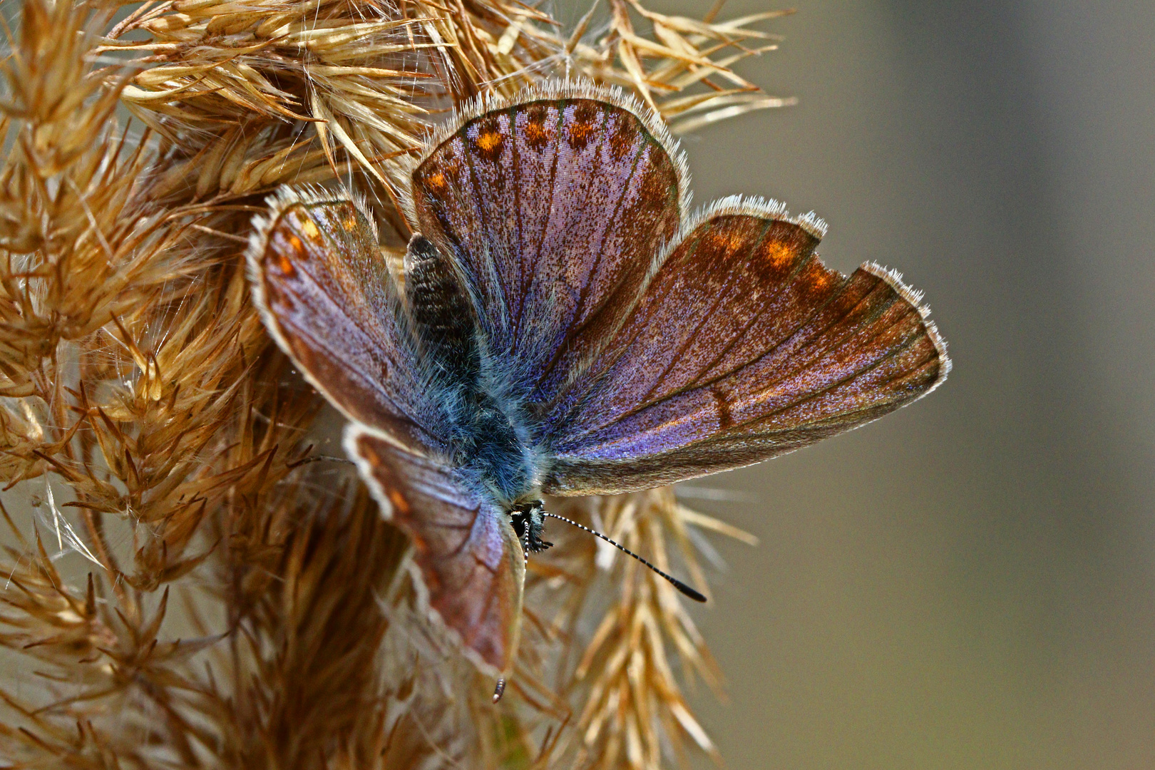 Blauhechelbläuling Weibchen