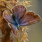 Blauhechelbläuling Weibchen