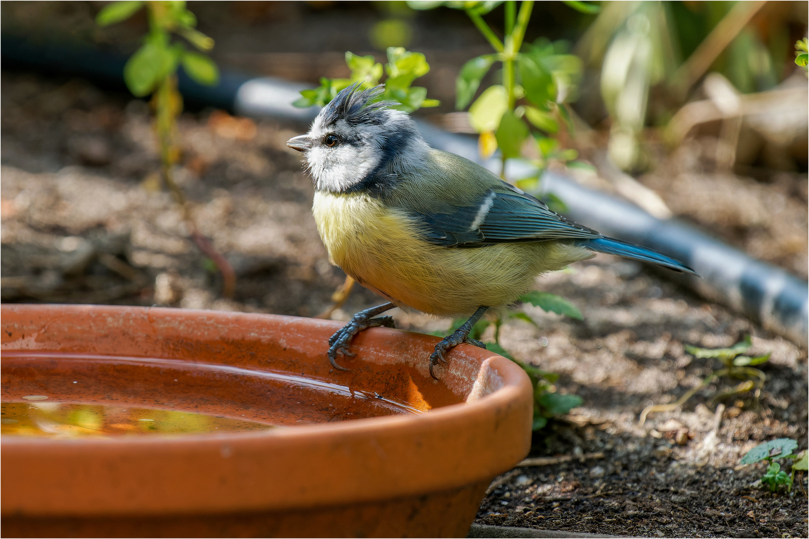 Blauhelm an der Trinkschale  .....