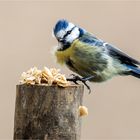 Blauhelm angelockt durch die Haferflocken  .....