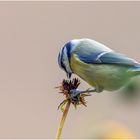 Blauhelm auf abgeblüten Sonnenblumenköpfen  .....