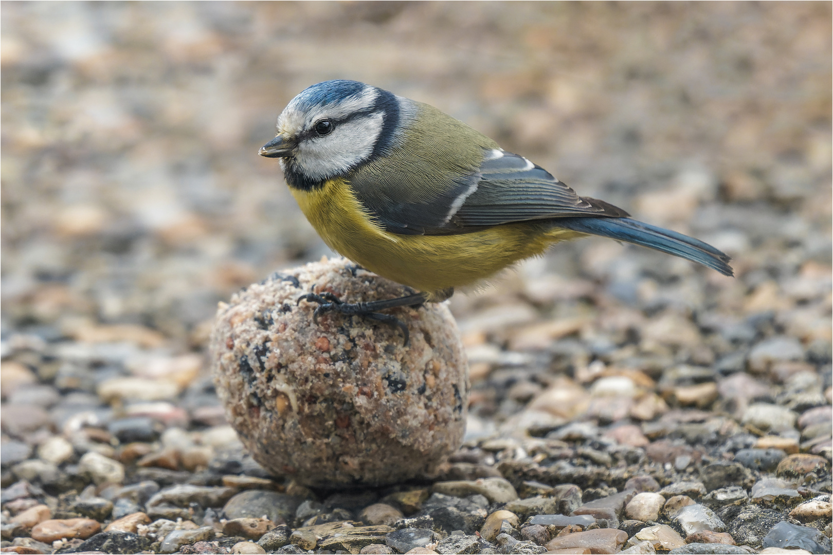 Blauhelm auf dem Knödel  .....