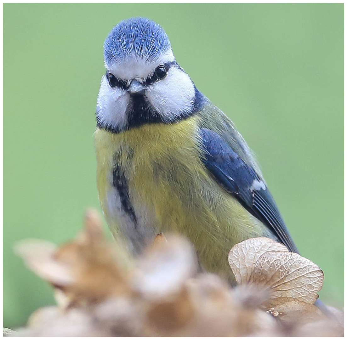 Blauhelm auf der alten Hortensienblüte