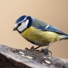 Blauhelm auf der Baumscheibe  .....