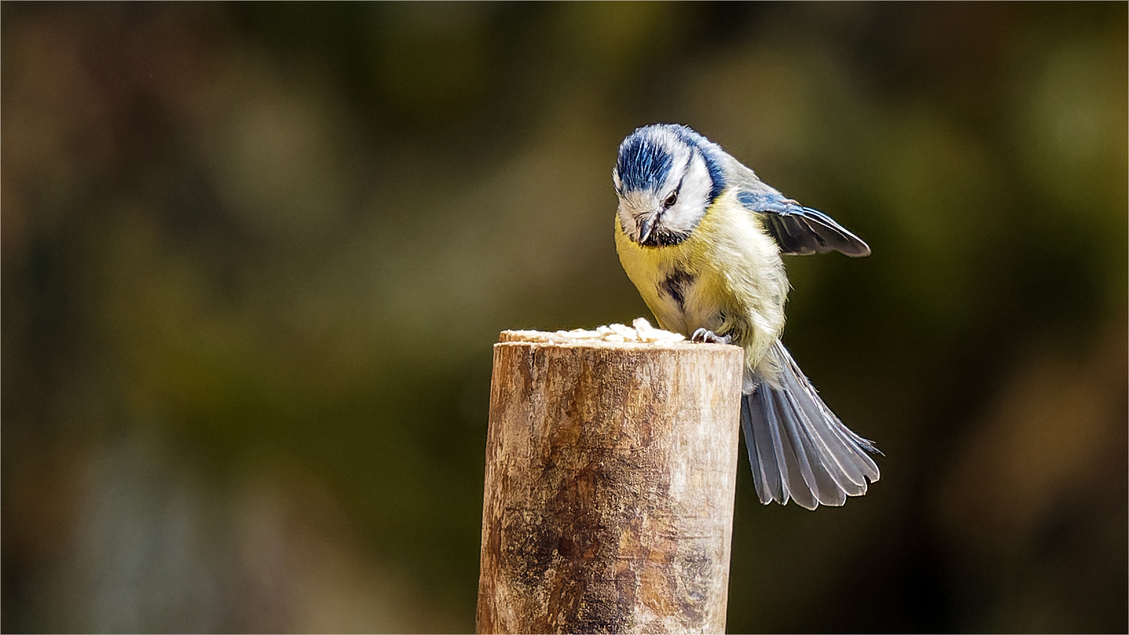 Blauhelm auf Holzpfosten  .....