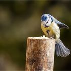 Blauhelm auf Holzpfosten  .....