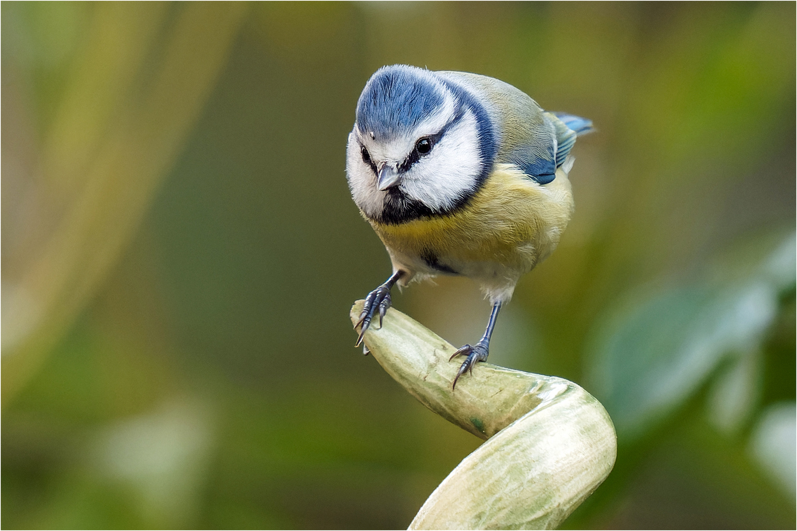 Blauhelm auf Keramikzipfel  .....